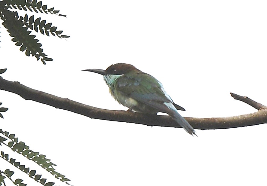Blue-throated Bee-eater - norman wu