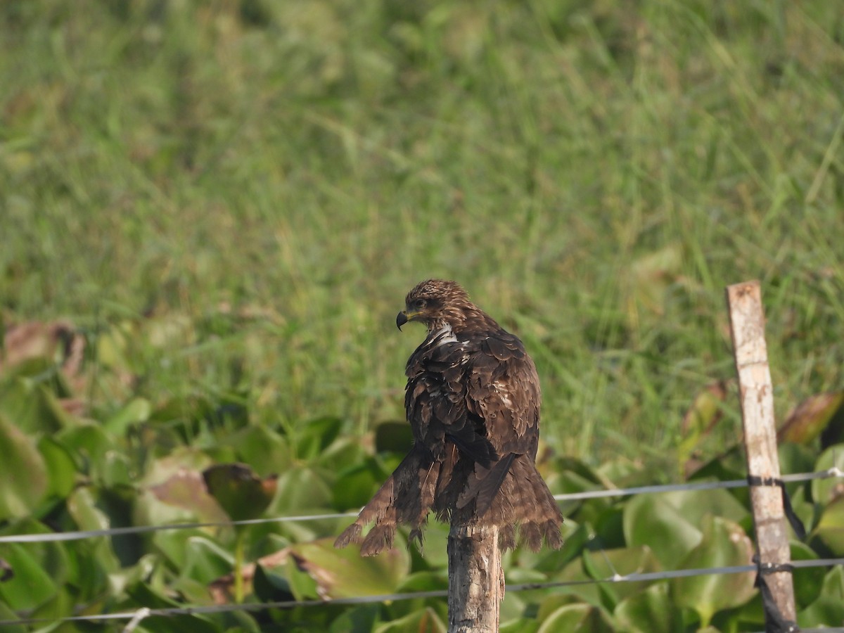 Black Kite - ML284098961