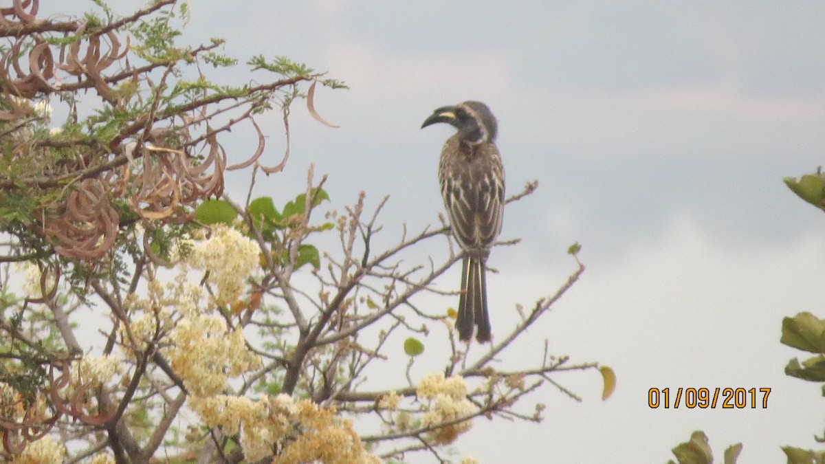 African Gray Hornbill - ML284100021