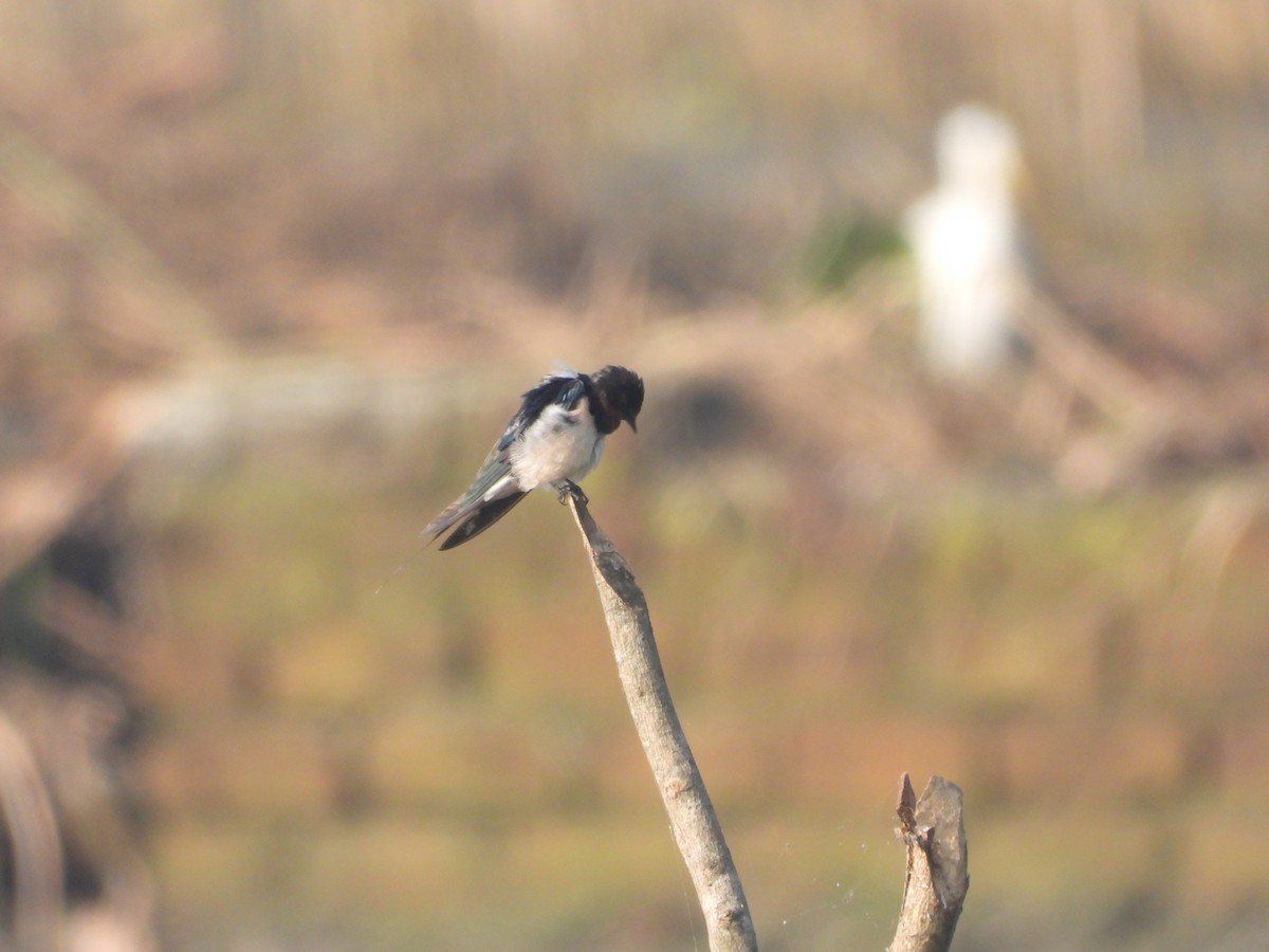 Barn Swallow - ML284100051