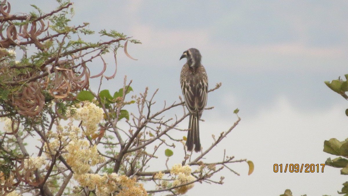 African Gray Hornbill - ML284100061