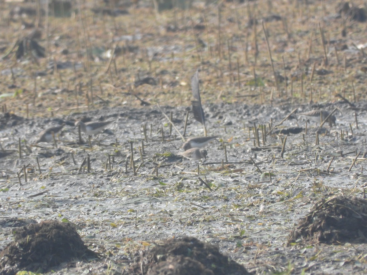 Temminck's Stint - ML284100691