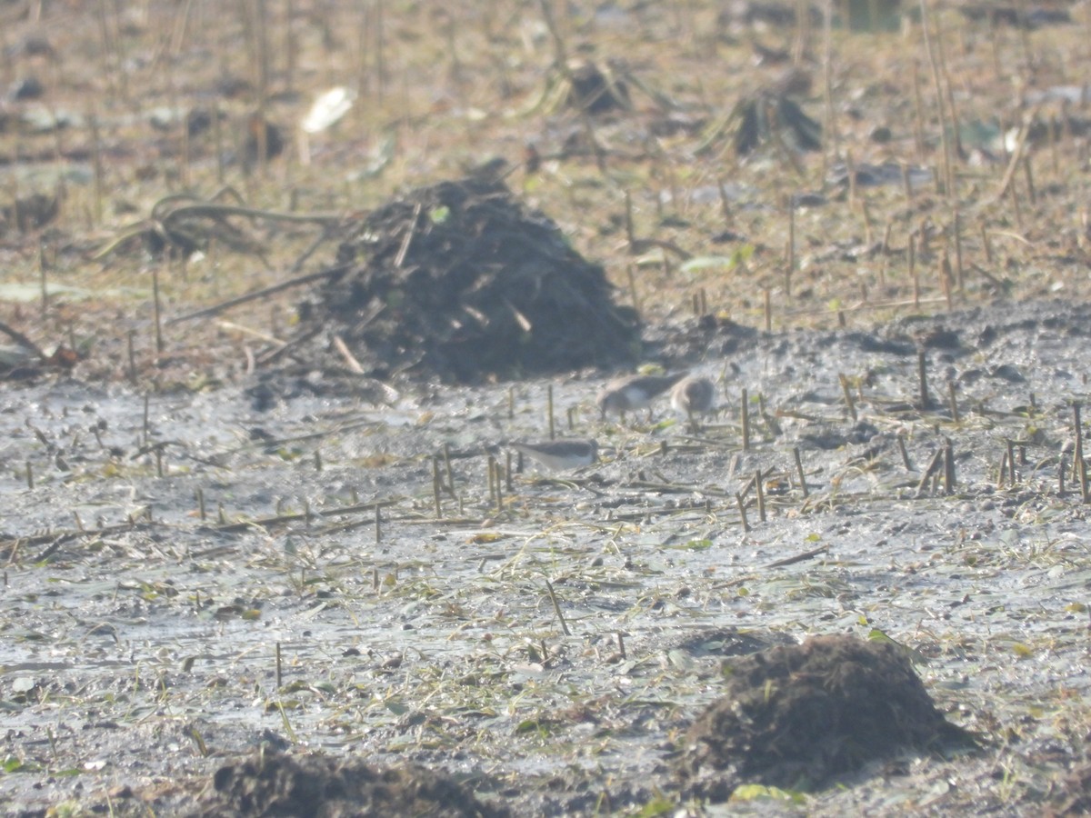 Temminck's Stint - ML284100711