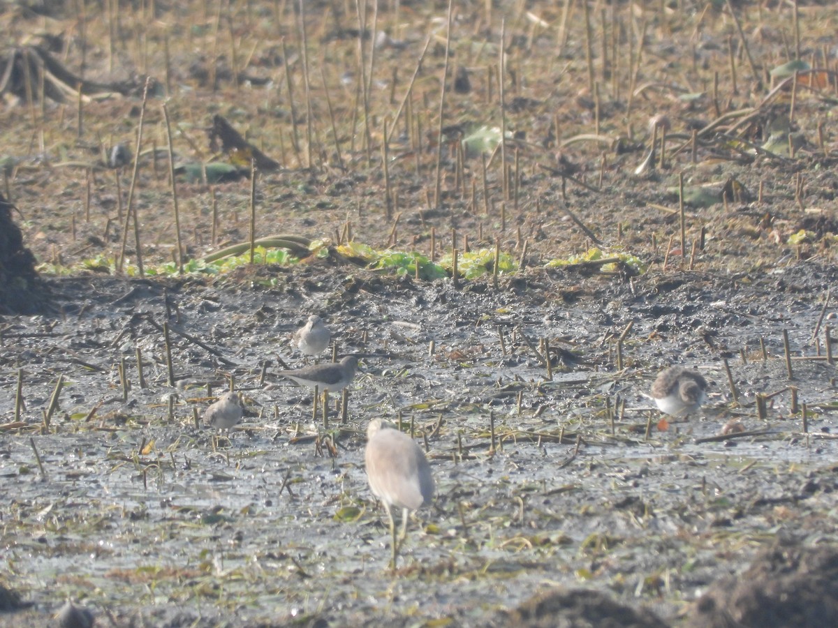 Temminck's Stint - ML284100761