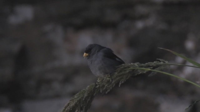 Cataménie maculée - ML284100811