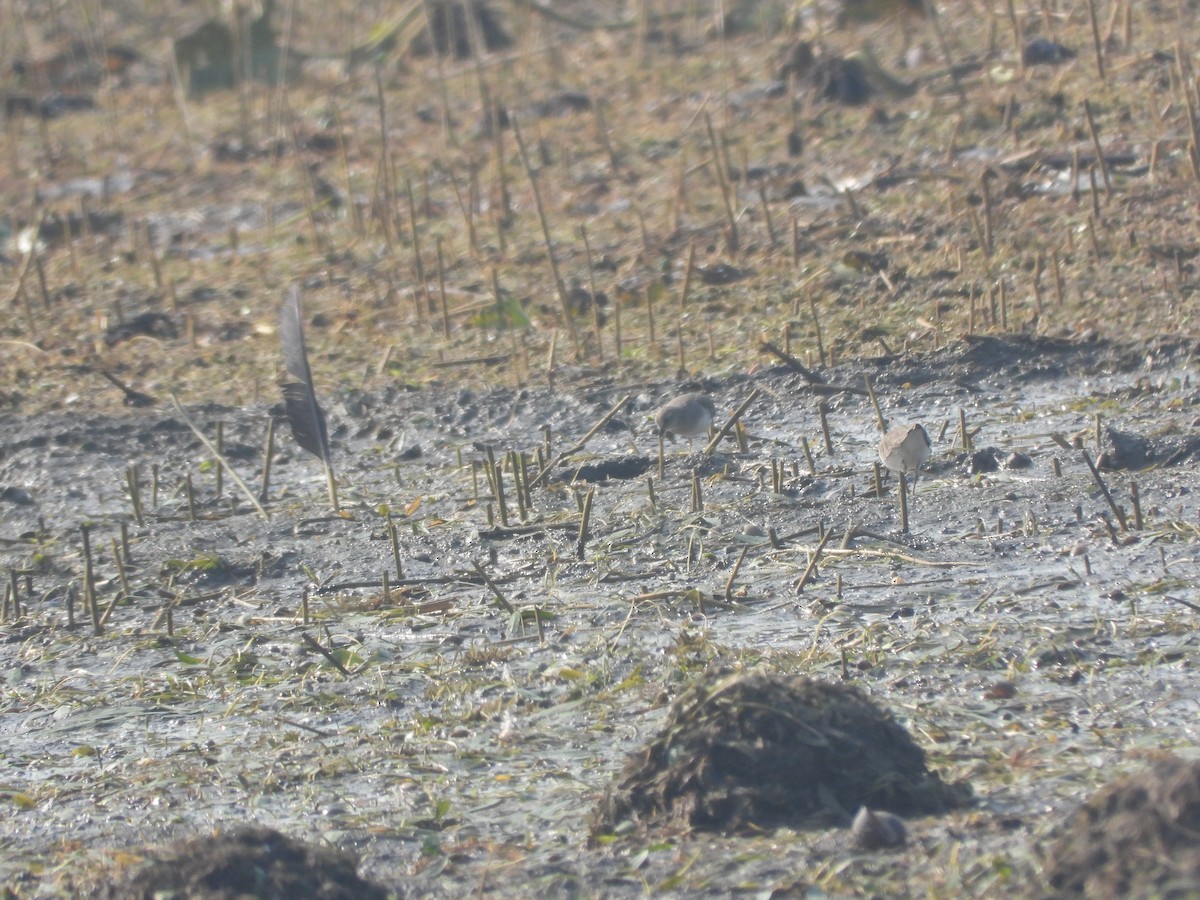 Temminck's Stint - ML284102001