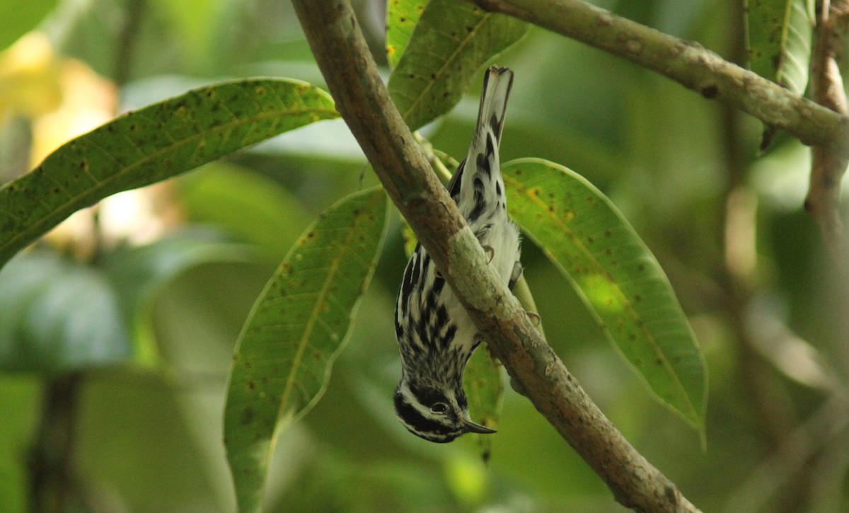 Black-and-white Warbler - ML284102331