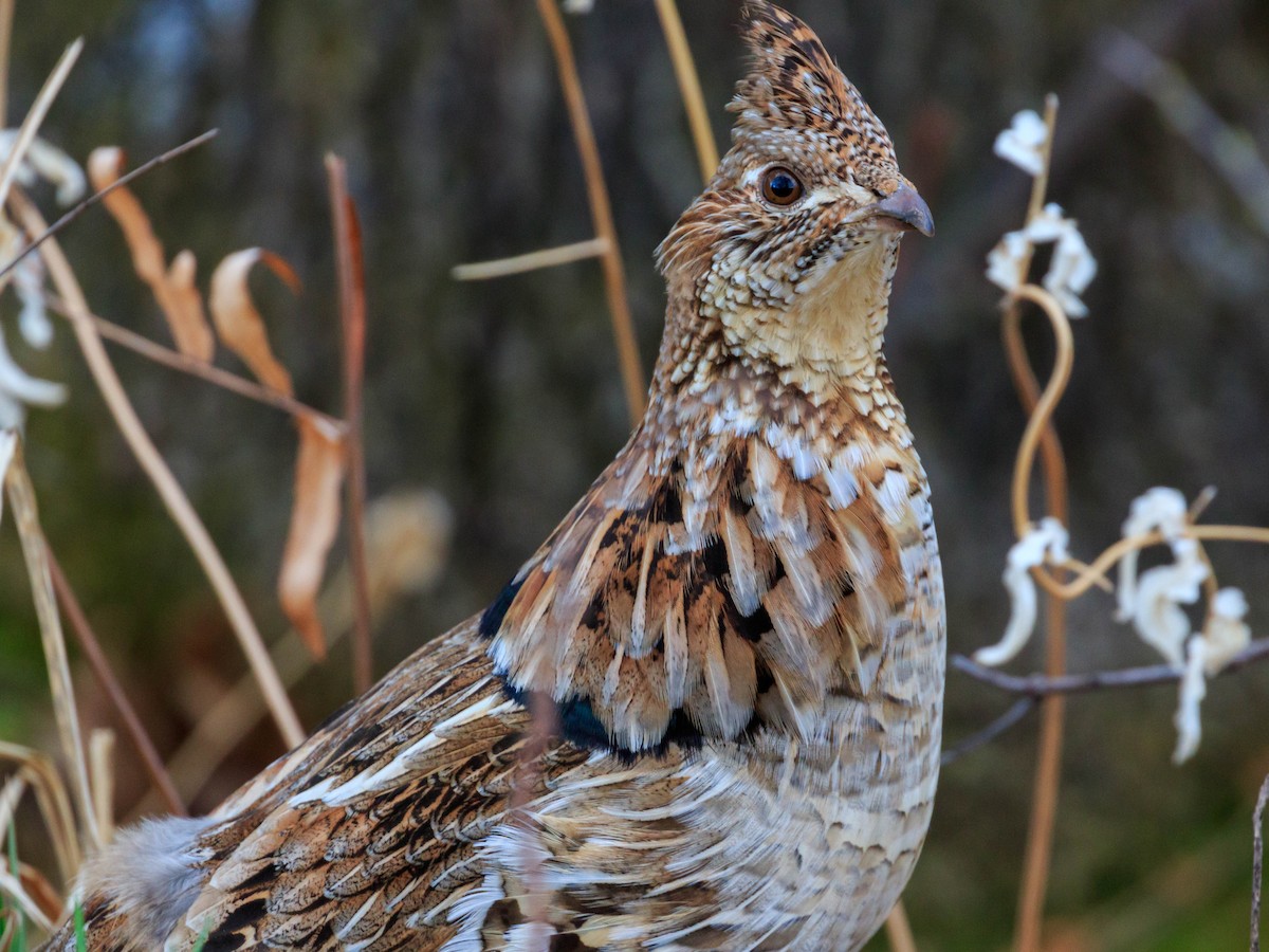 Ruffed Grouse - ML284102521