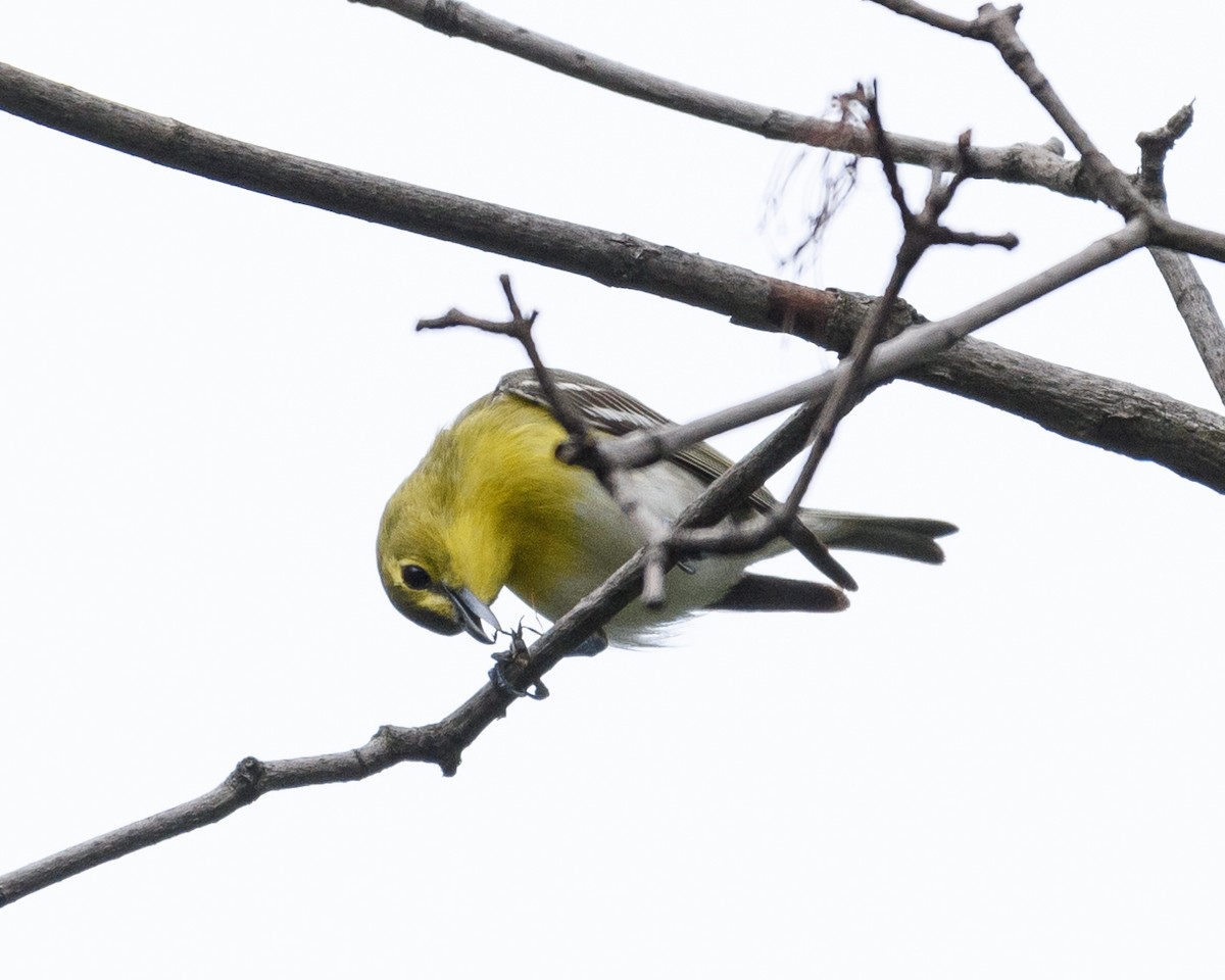 Yellow-throated Vireo - ML28410311