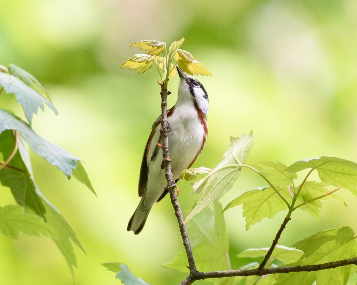 Chestnut-sided Warbler - ML28410381