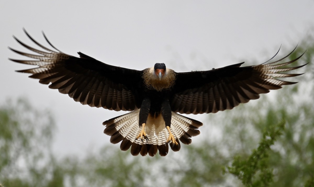 Crested Caracara (Northern) - ML284104161