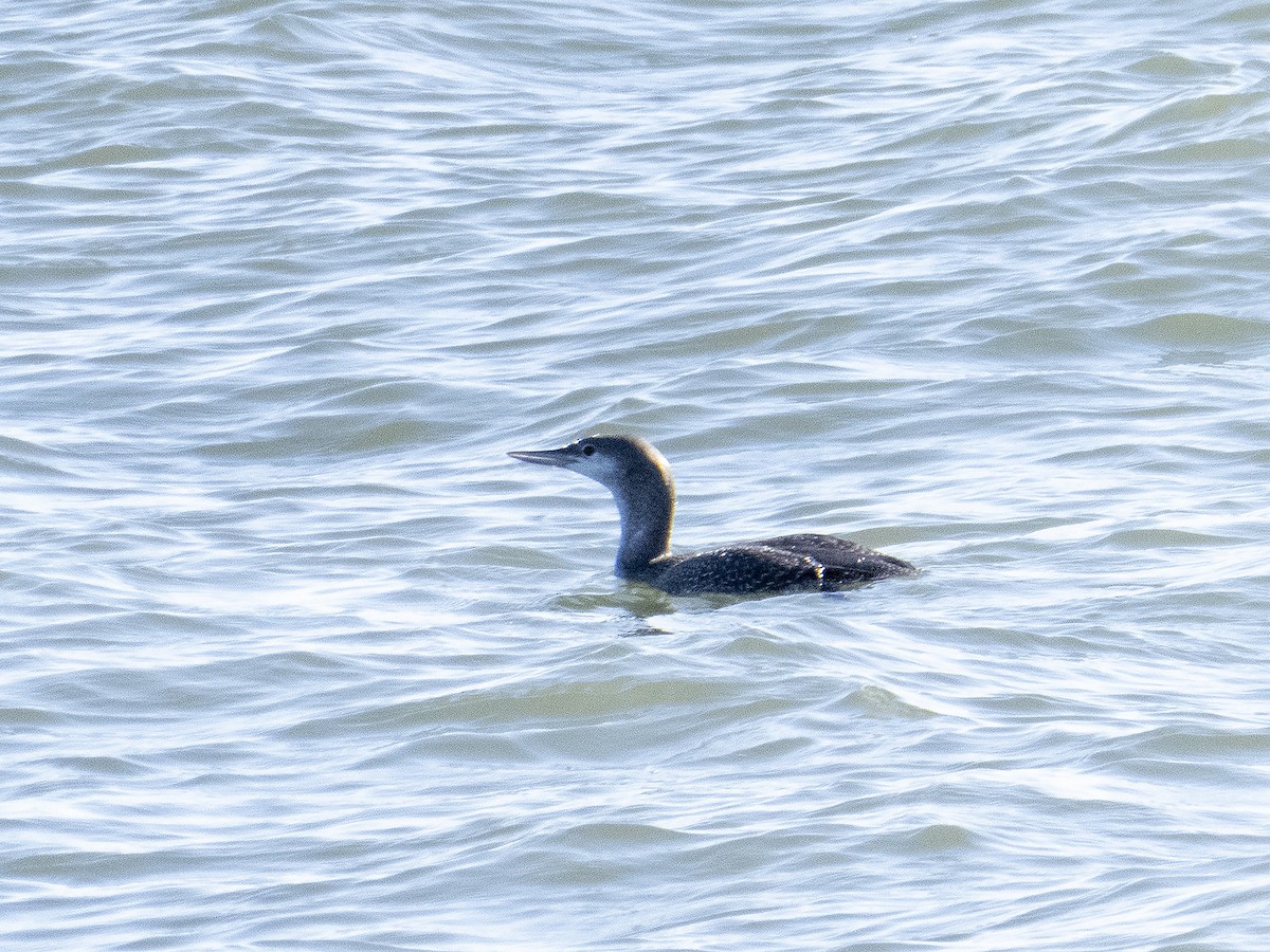 Red-throated Loon - ML284104371