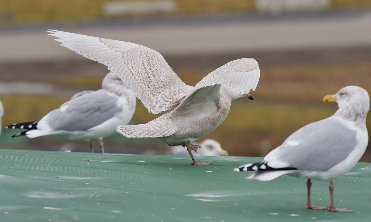 Iceland Gull (glaucoides) - Jon Cefus