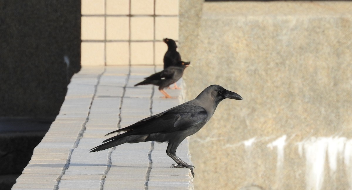 House Crow - ML284105481