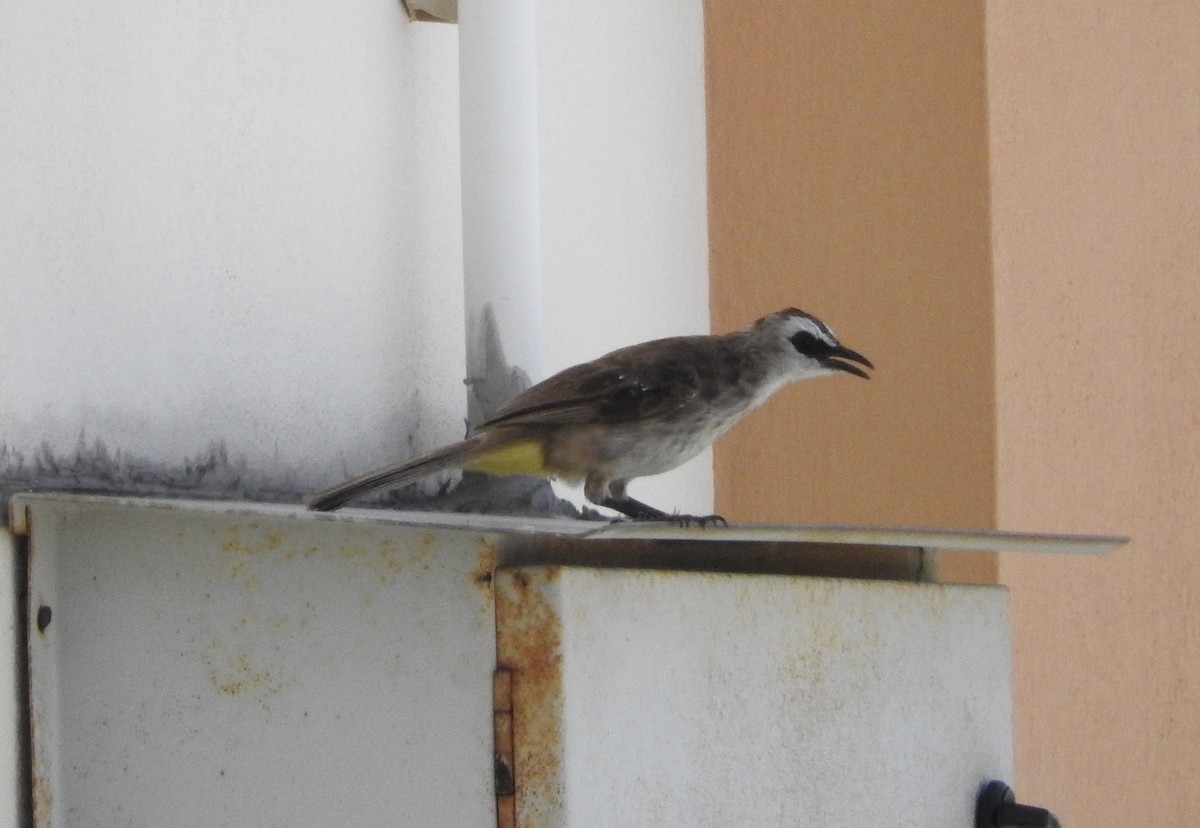 Yellow-vented Bulbul - ML284105651