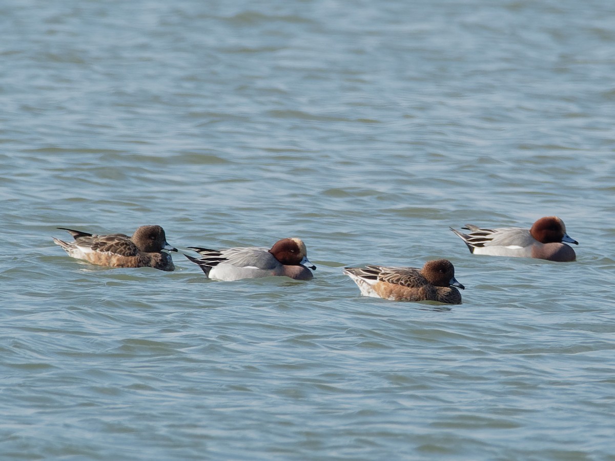 Eurasian Wigeon - ML284106301