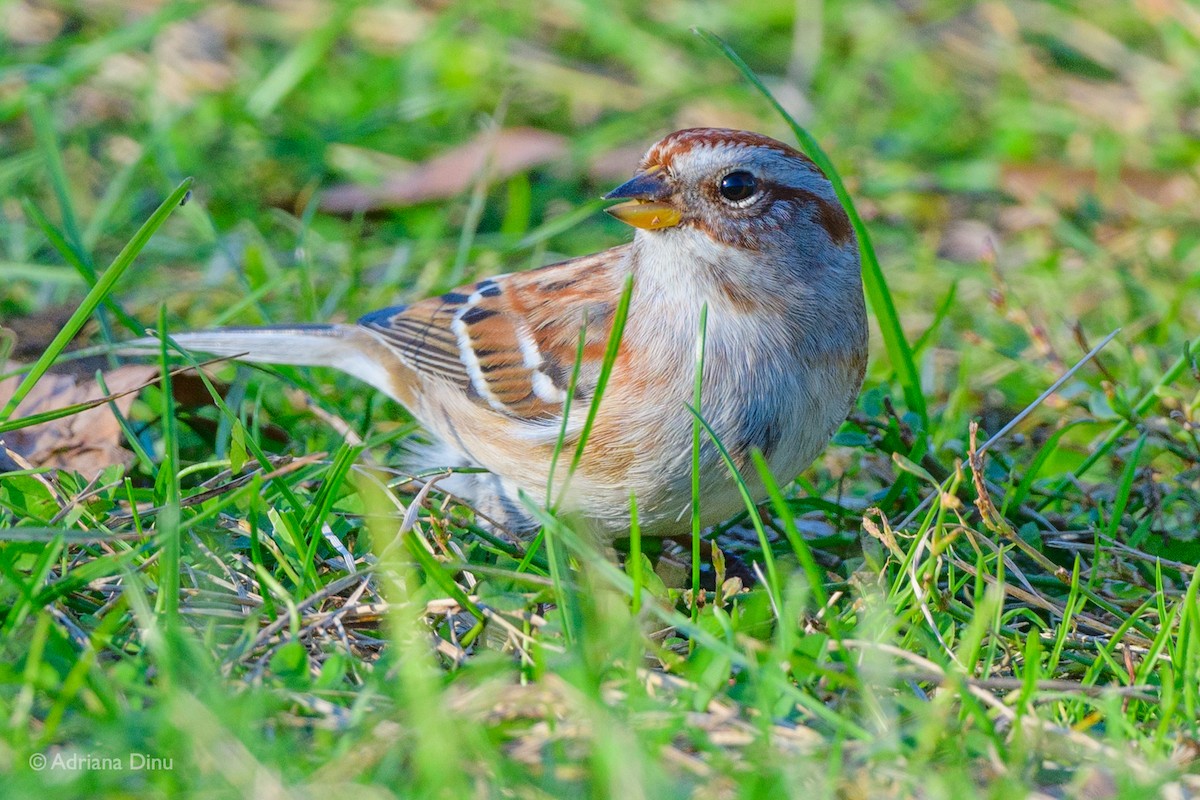American Tree Sparrow - ML284107301