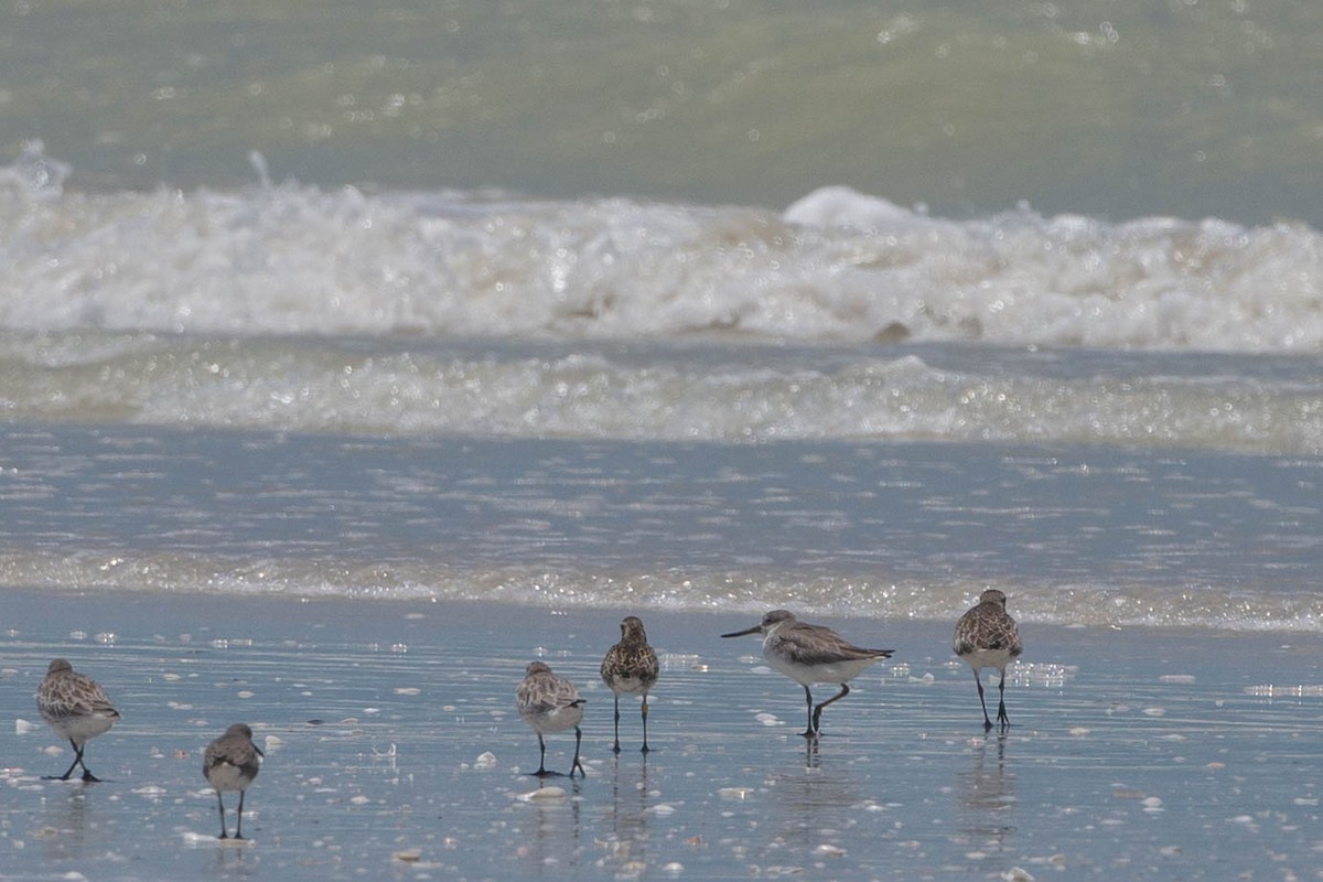 Nordmann's Greenshank - Adrian Boyle