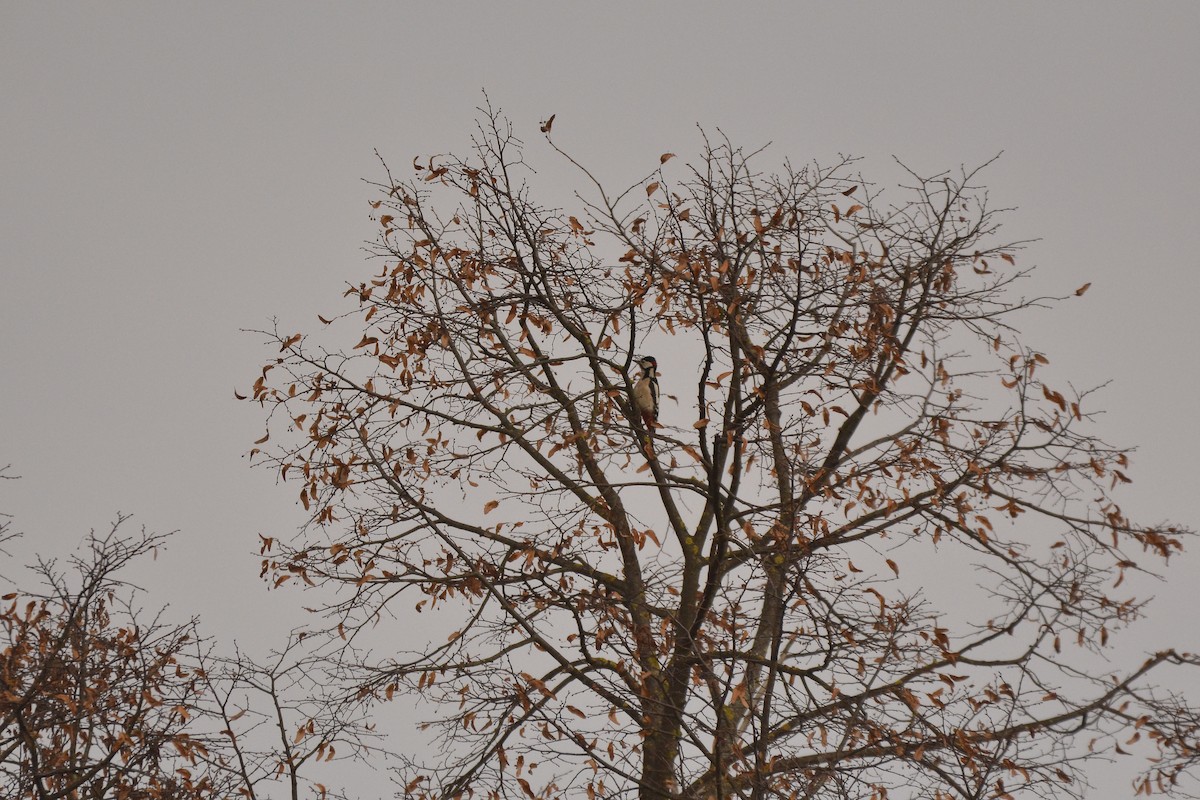 Great Spotted Woodpecker - Daniel Meeker