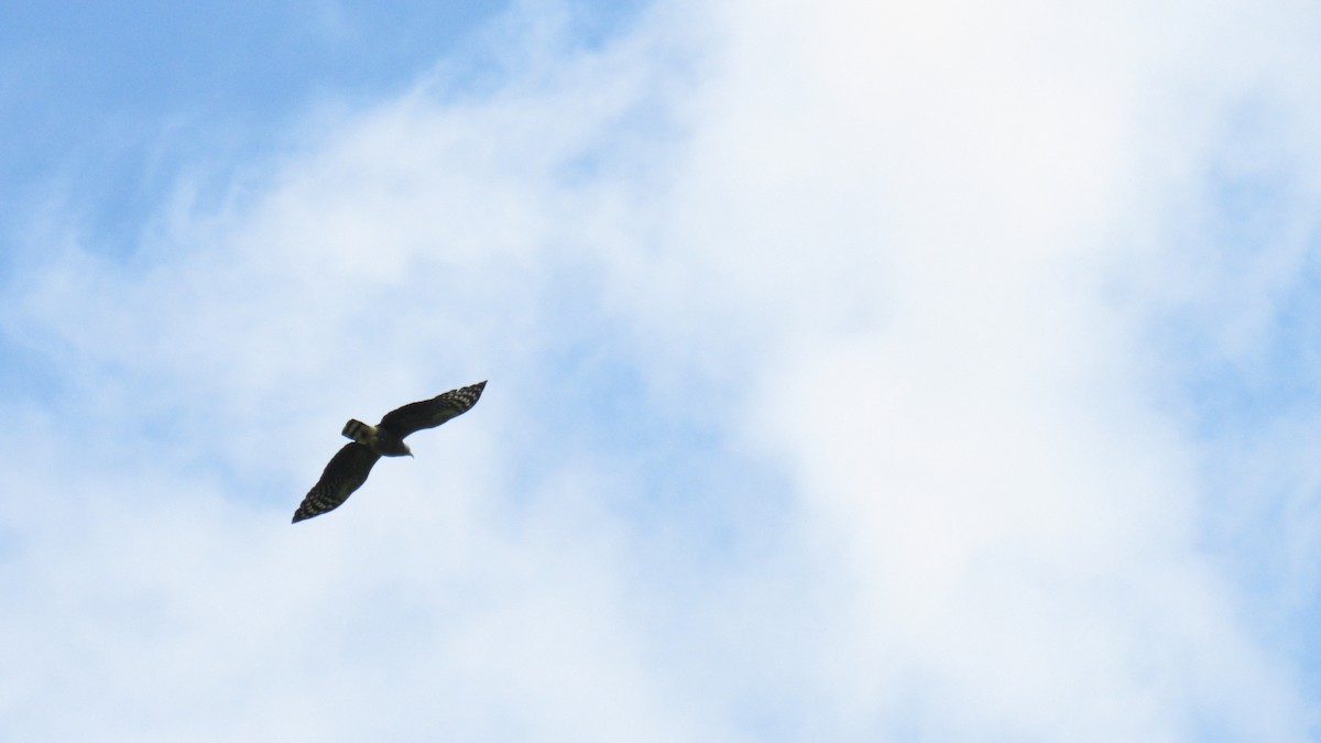 Hook-billed Kite - ML284110441