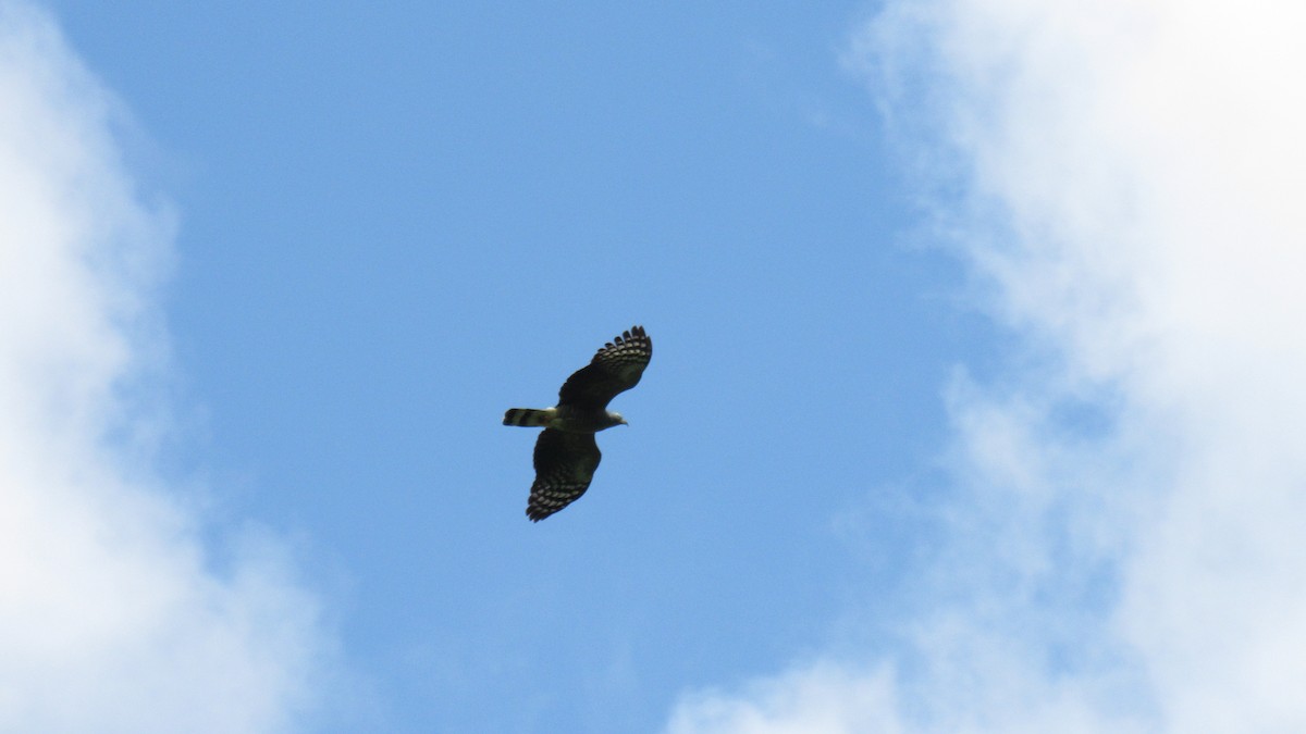 Hook-billed Kite - ML284110461