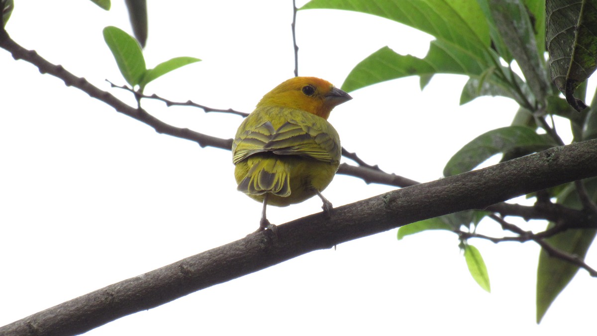 Saffron Finch - ML284112791