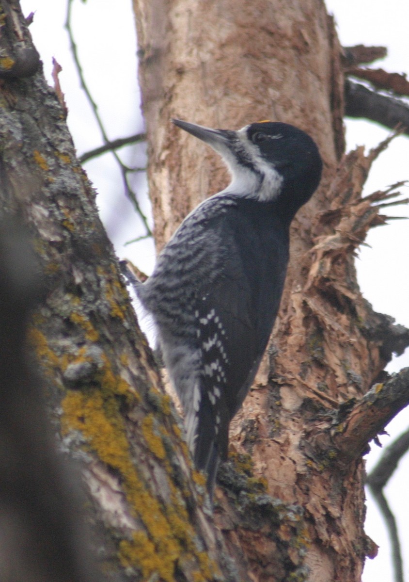 Black-backed Woodpecker - ML284114791