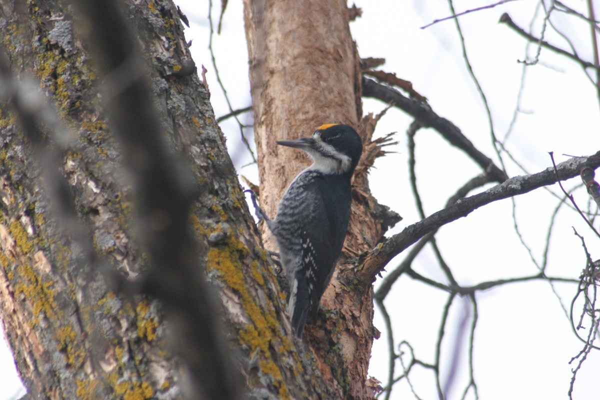 Black-backed Woodpecker - ML284114801