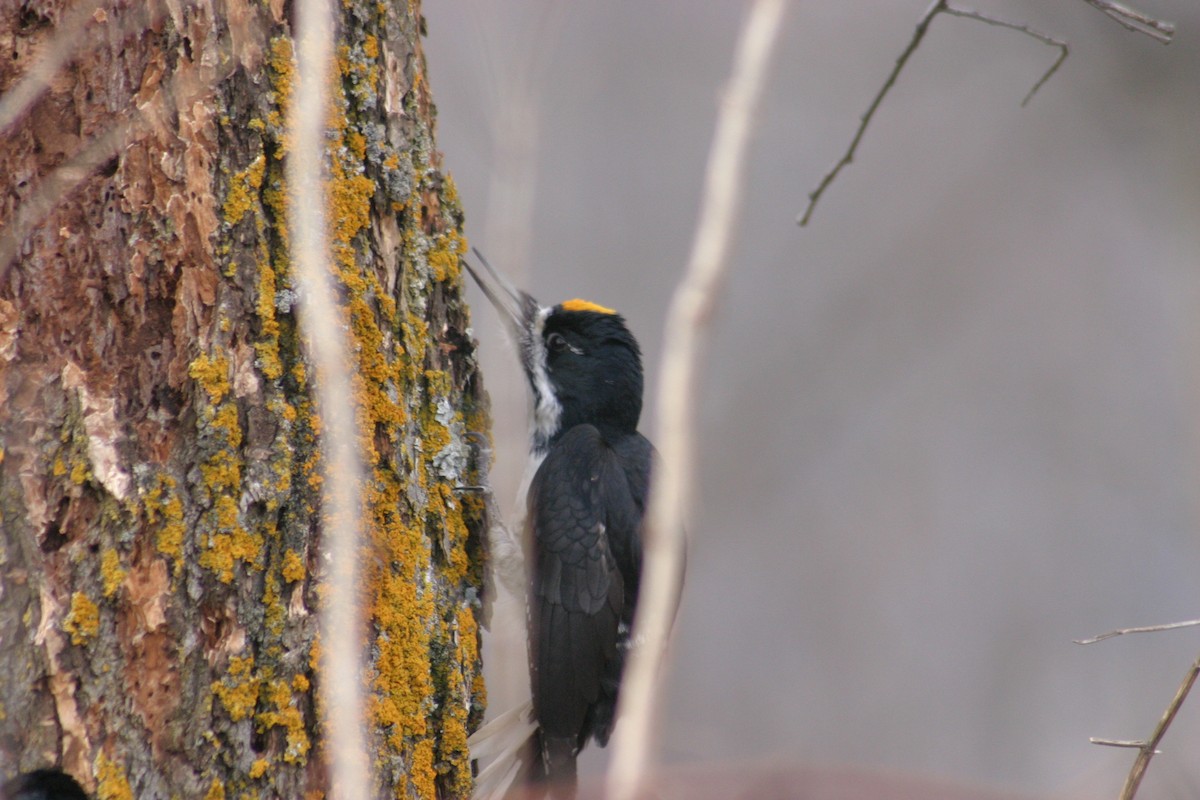 Black-backed Woodpecker - ML284114831