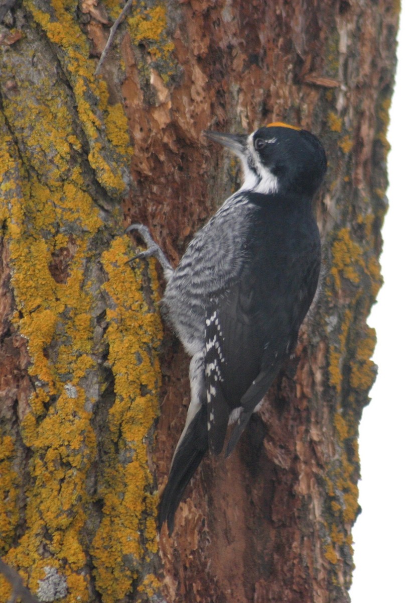 Black-backed Woodpecker - ML284114851