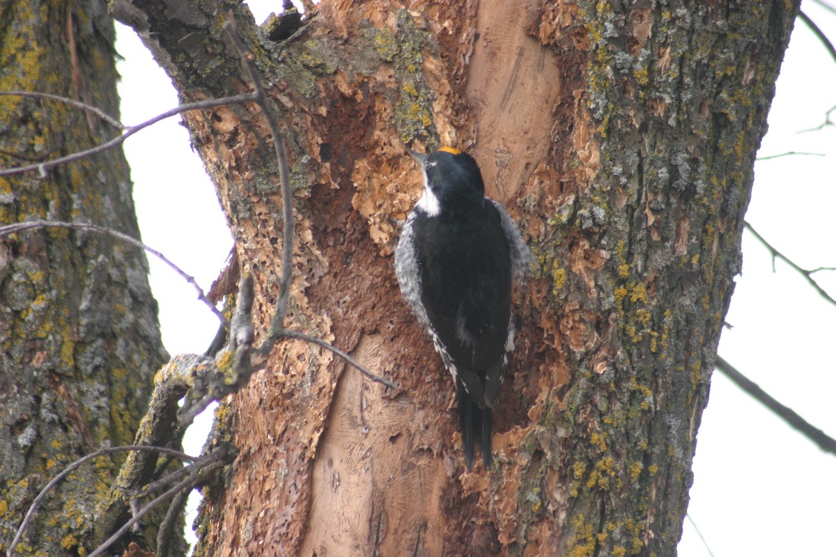 Black-backed Woodpecker - ML284114861