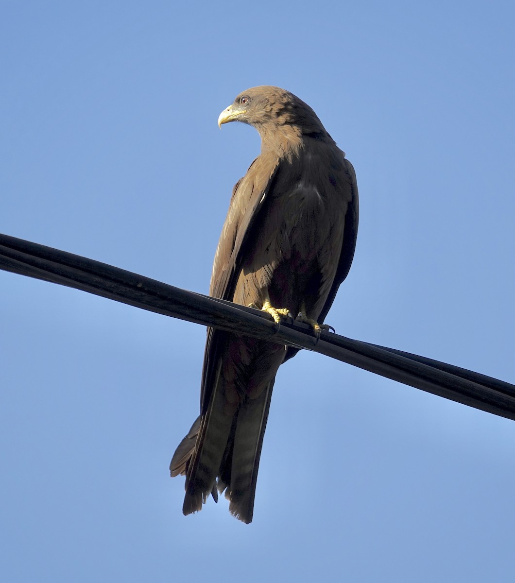 Black Kite - ML284115251