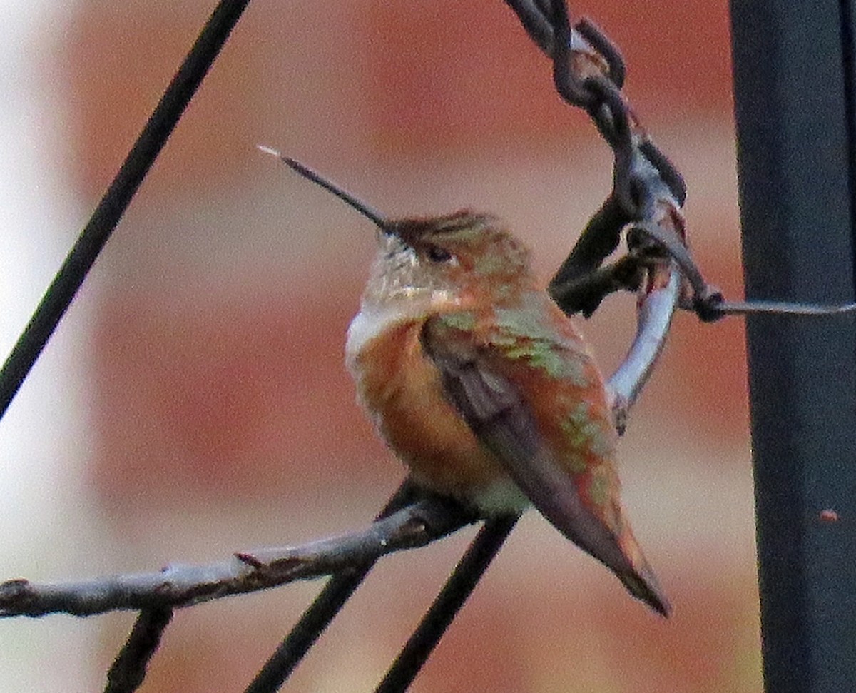 Rufous Hummingbird - ML284116411