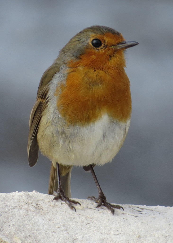 European Robin - ML284116981