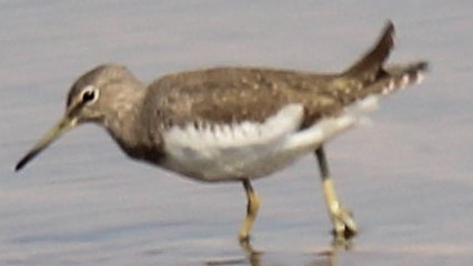 Green Sandpiper - ML284118251