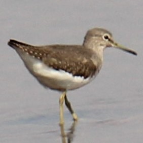 Green Sandpiper - Ajay Sarvagnam