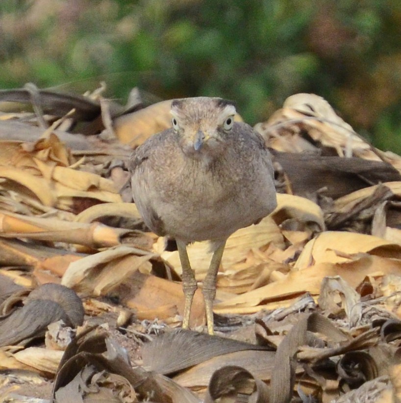 Peruvian Thick-knee - ML284118651