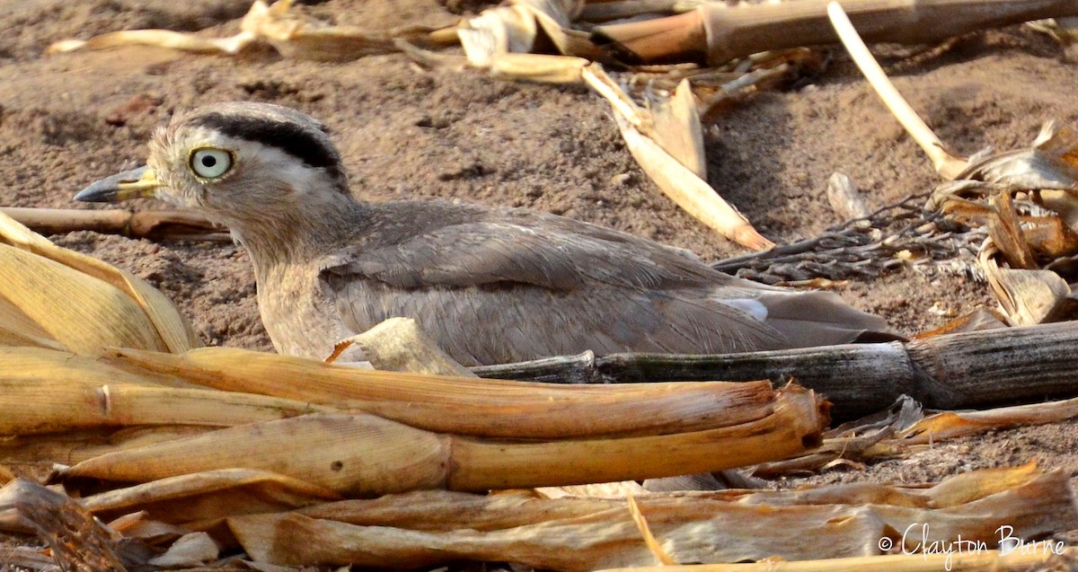 Peruvian Thick-knee - ML284118681