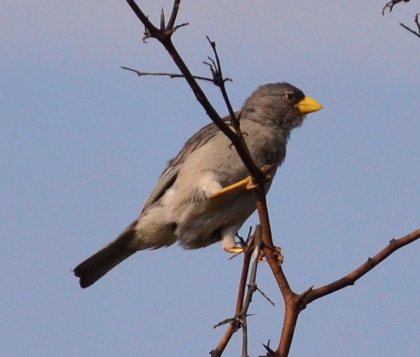 Cinereous Finch - ML284118711