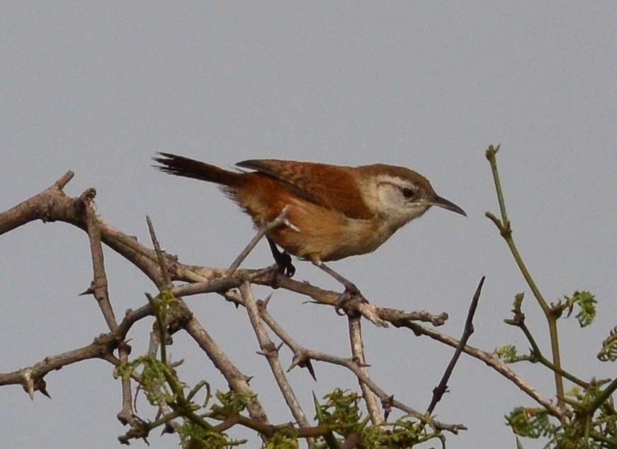 Superciliated Wren - ML284118721