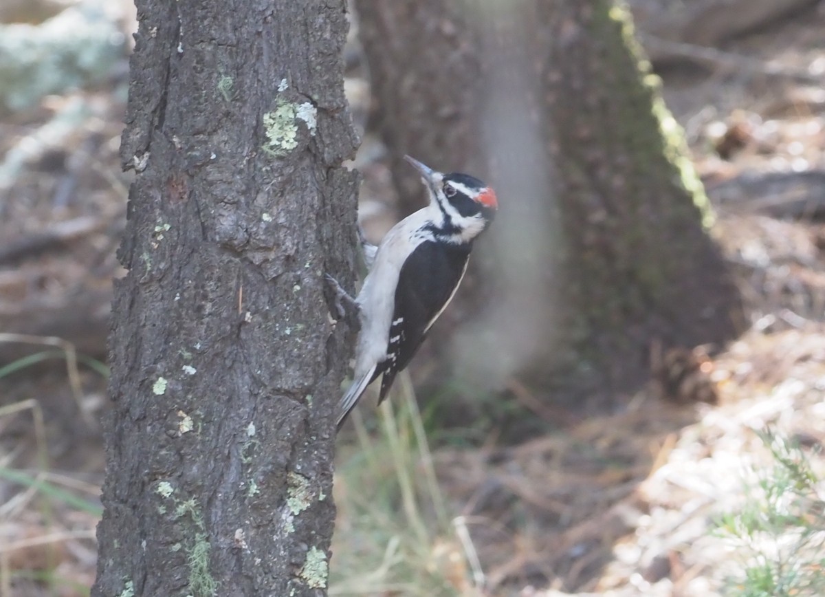 Hairy Woodpecker (Rocky Mts.) - ML284119291