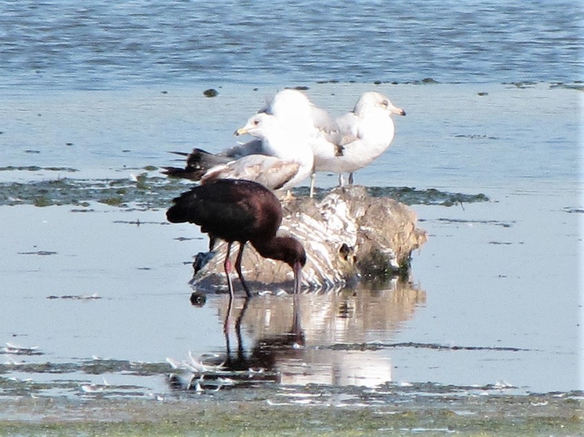 White-faced Ibis - ML284119641