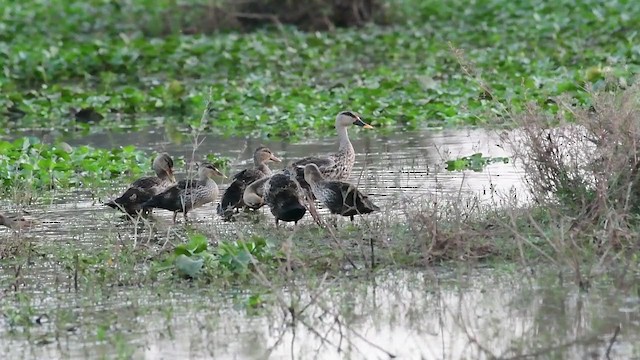 Indian Spot-billed Duck - ML284120381