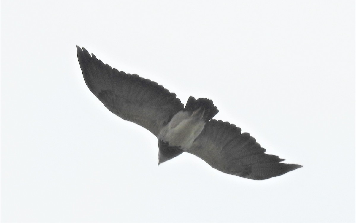 Black-chested Buzzard-Eagle - ML284120391