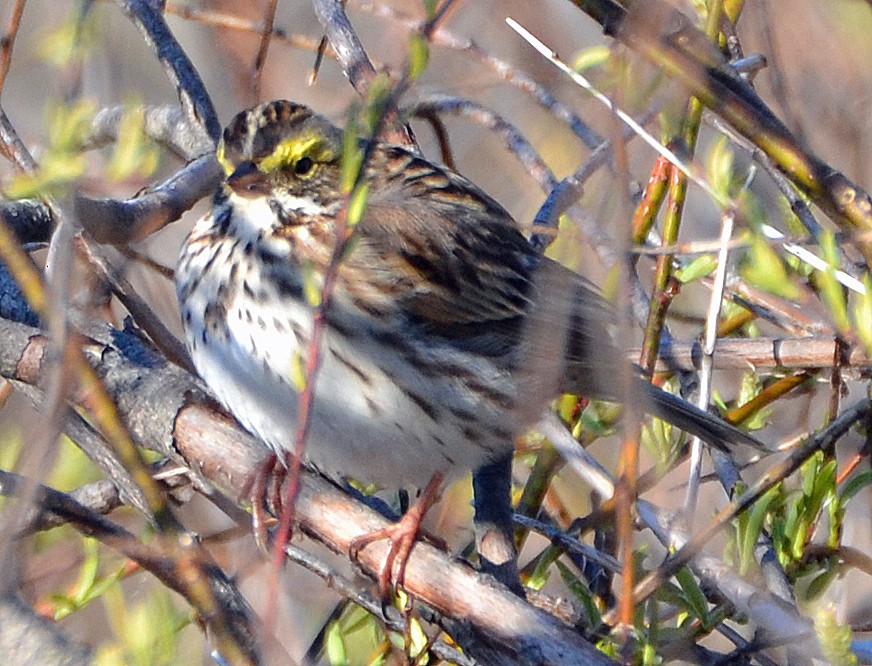 Savannah Sparrow (Savannah) - ML28412041