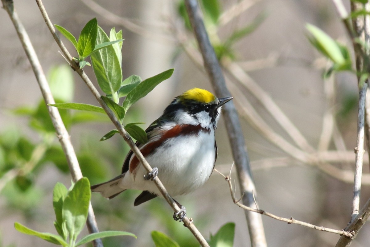 Chestnut-sided Warbler - ML28412131