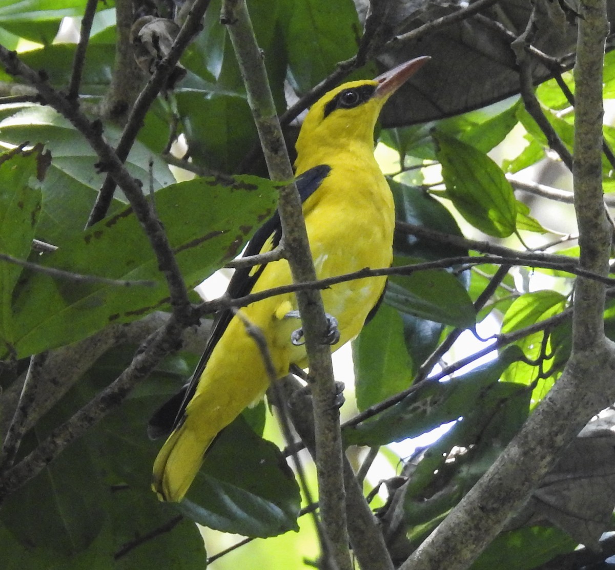 Indian Golden Oriole - ML284123031