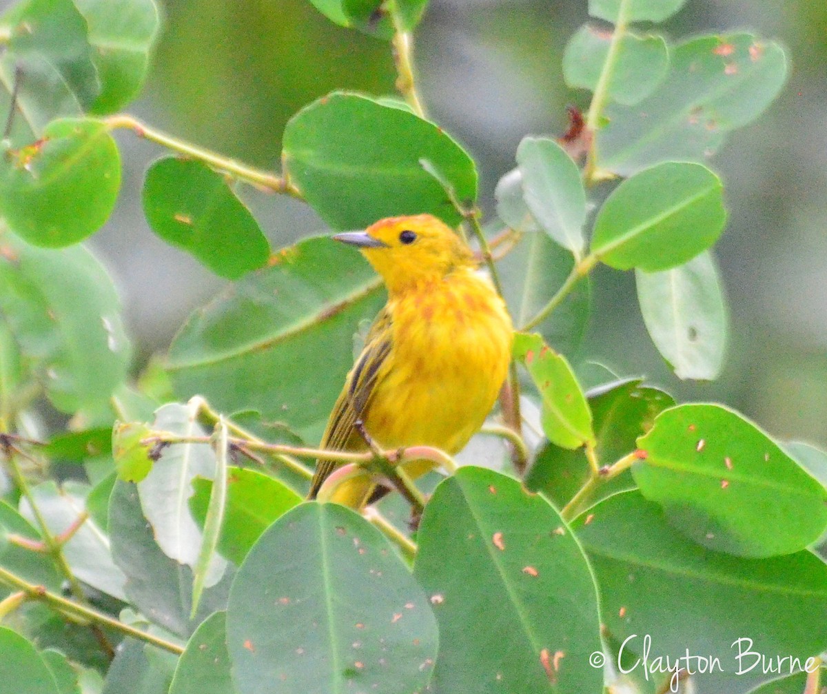Yellow Warbler (Mangrove) - ML284124781