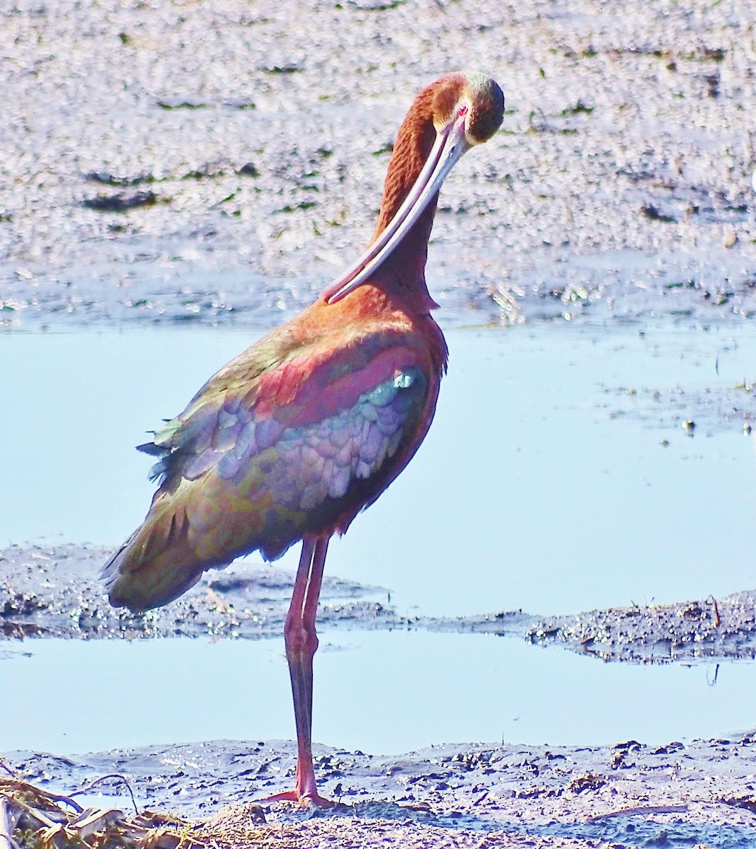 White-faced Ibis - Kate Dike