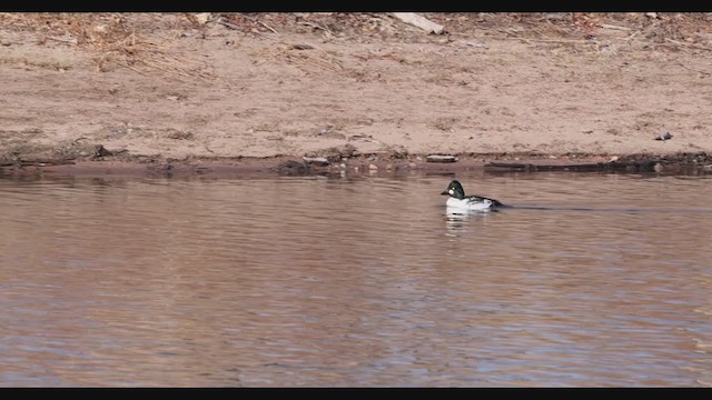 Common Goldeneye - ML284129301